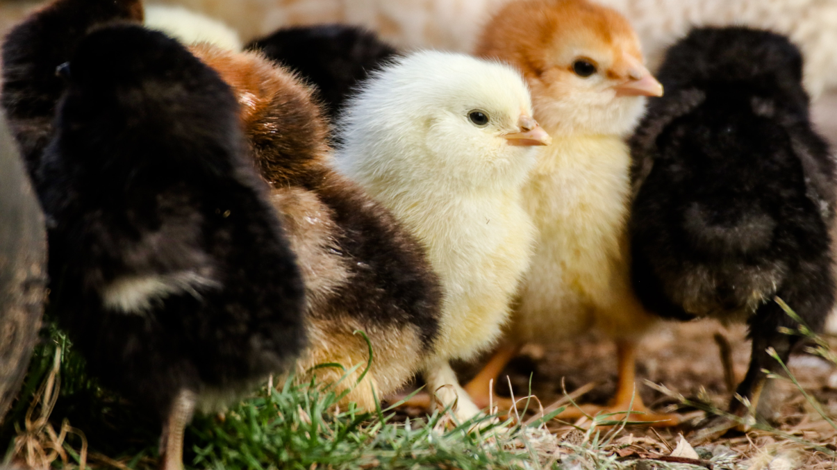 Image for Saving the baby chicks: Will France and Germany succeed where the US did not?