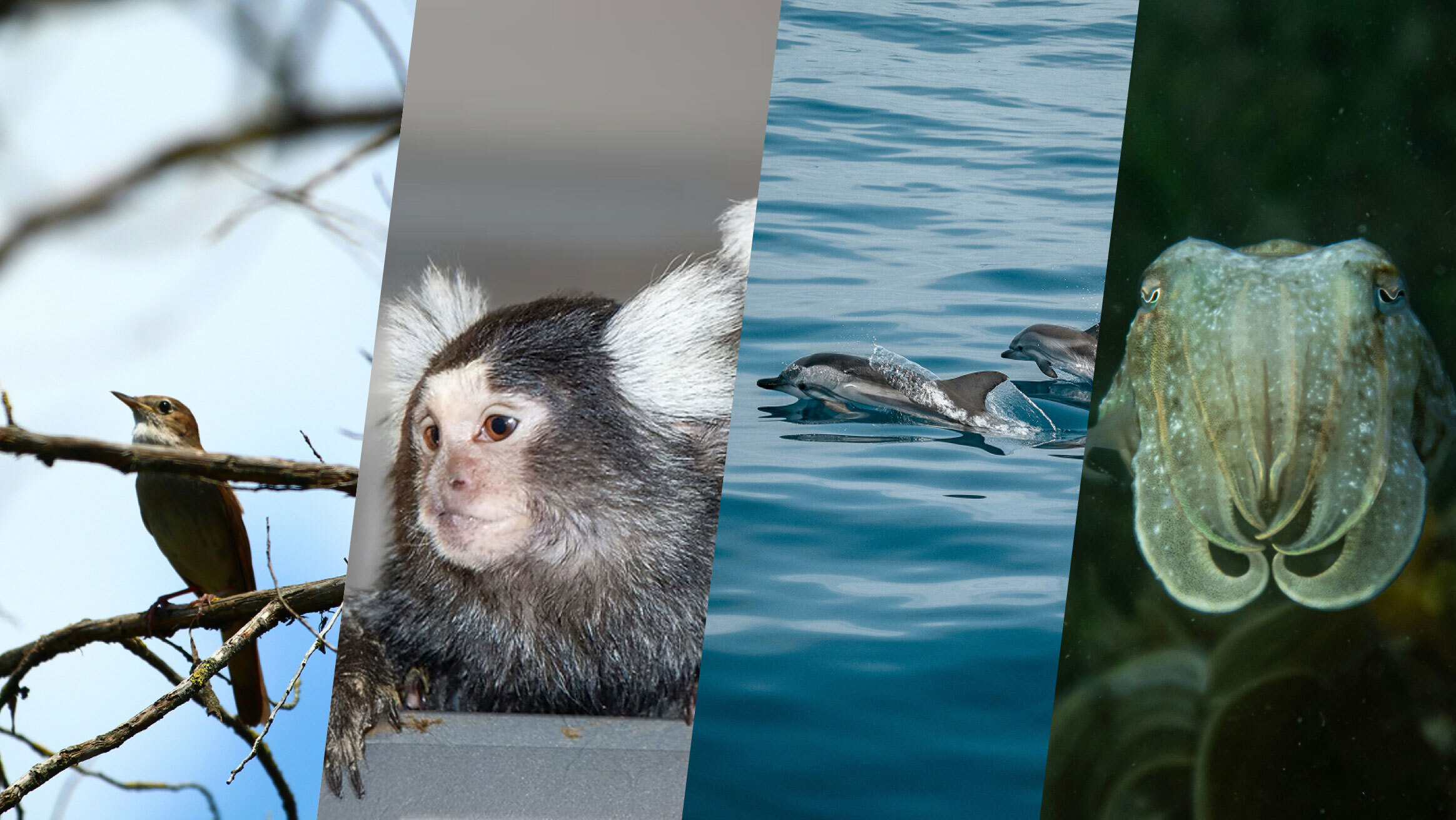 Image for Shortlist for annual prize marks first step towards AI-powered Interspecies Two-Way Communication