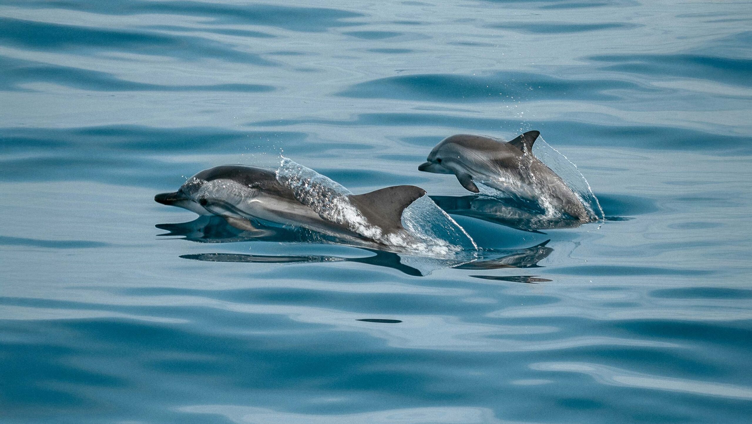 Image for Researchers Awarded $100,000 for Identifying First Evidence of Possible Language-like Communication in Dolphins