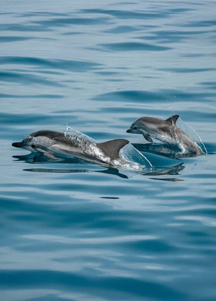 dolphin-press-release