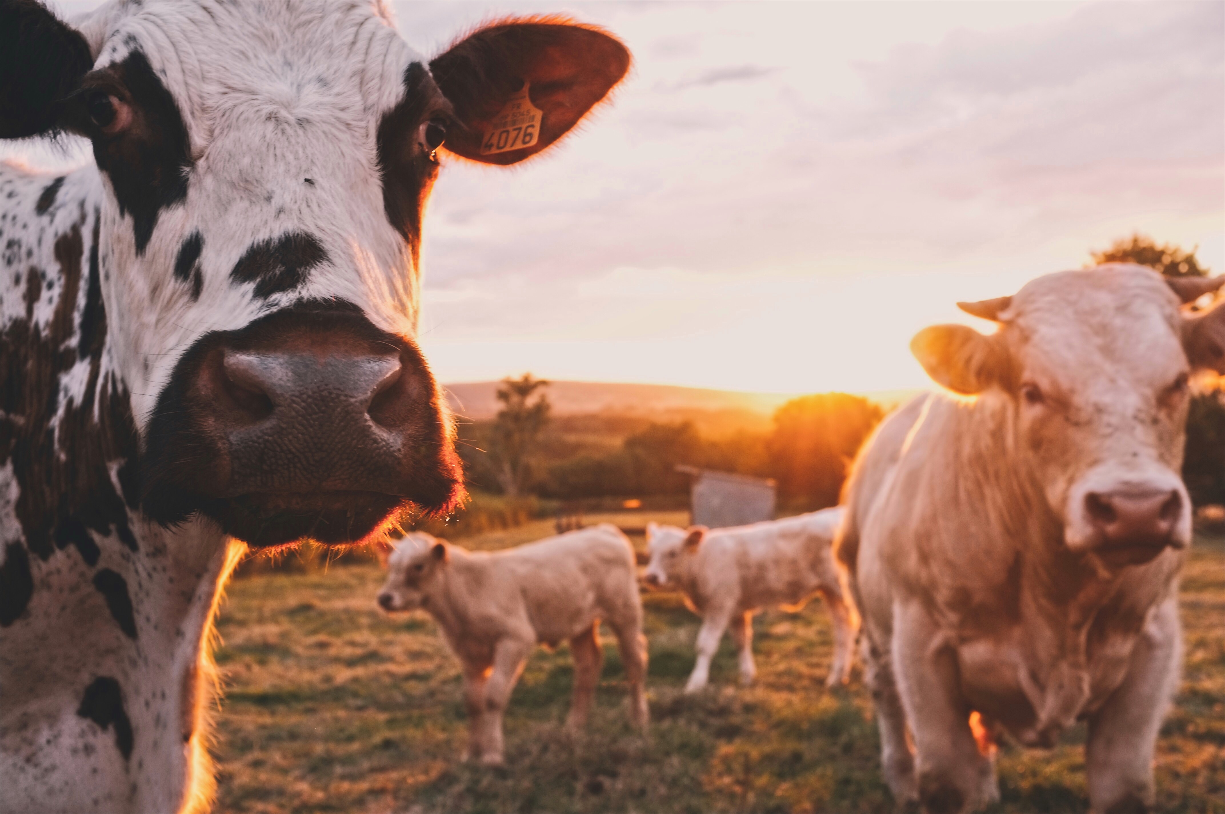 Image for Climate Change Is Already Costing Meat and Dairy Producers a Lot